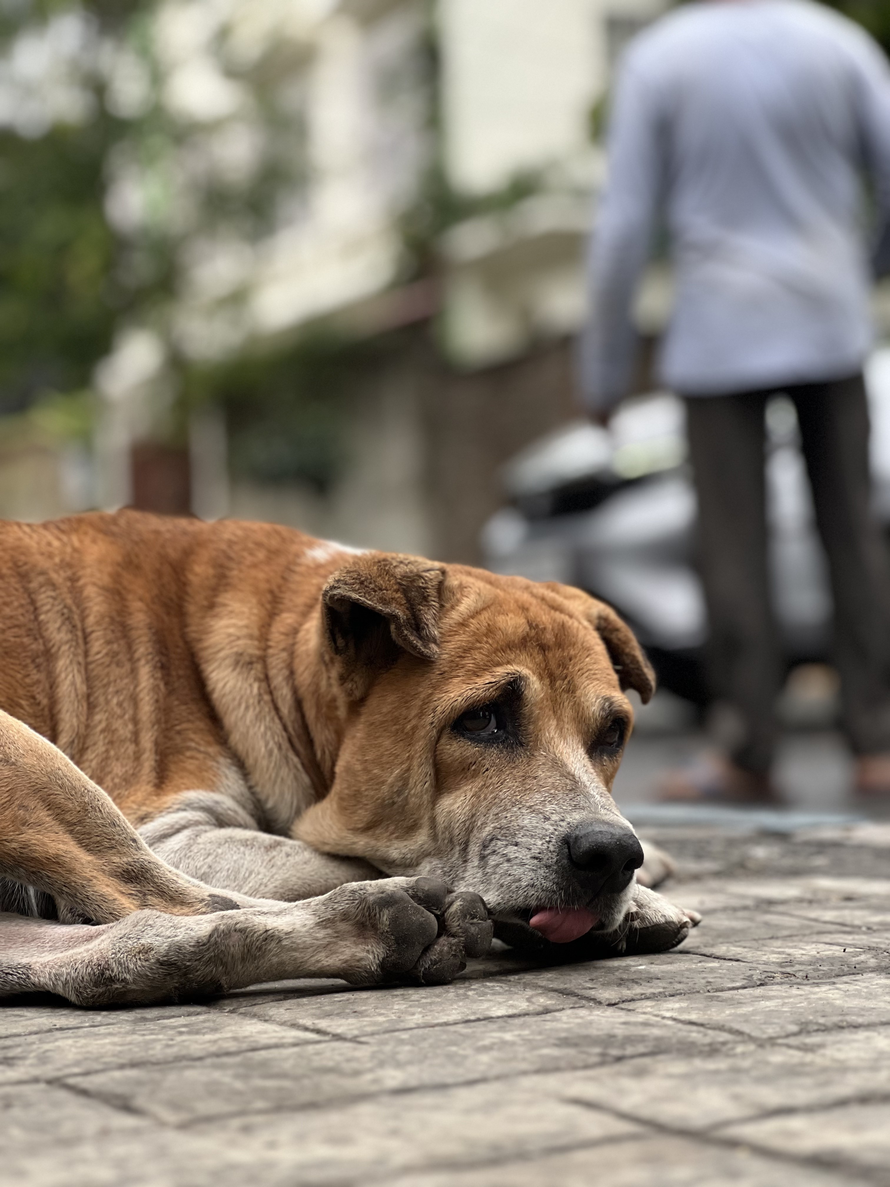 A rescued animal finds a home